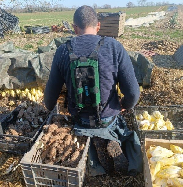 Travailleur dans un champ de récoltes avec un exosquelette Bisko